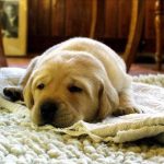 Pet Treatment Allies – Boarding Kennels
